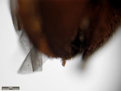 Dermestidae