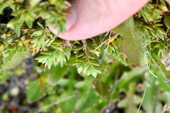 Pimelea oreophila
