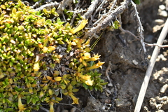 Stackhousia minima