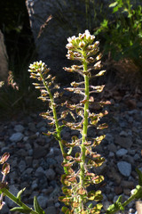 Lepidium campestre