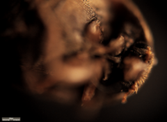 Dermestidae