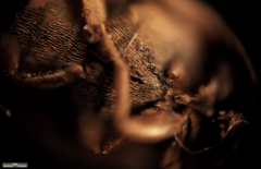 Dermestidae