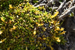 Stackhousia minima