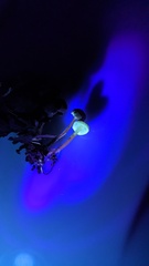 Strobilurus stephanocystis