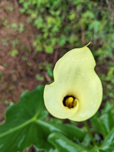 Zantedeschia image