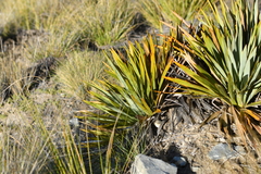 Aciphylla