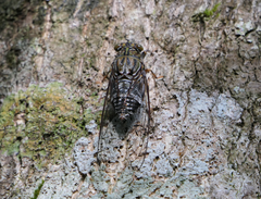 Henicopsaltria rufivelum