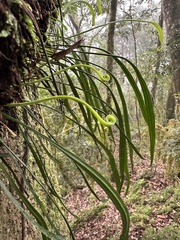 Haplopteris elongata