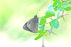 Ephyriades brunnea