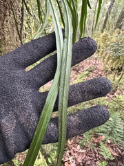 Haplopteris elongata