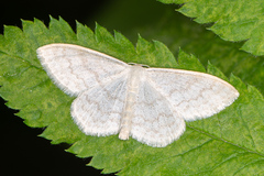 Scopula floslactata