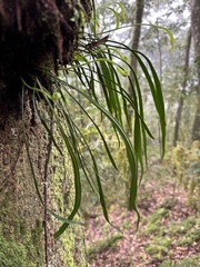 Haplopteris elongata