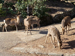 Cervus nippon