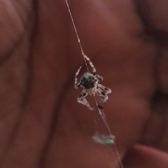 Eriovixia