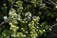 Veronica buchananii