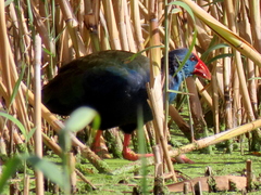 Porphyrio madagascariensis