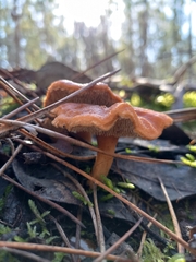 Hydnum rufescens