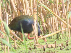 Porphyrio madagascariensis