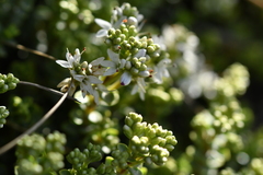 Veronica buchananii