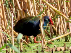 Porphyrio madagascariensis