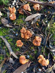 Hydnum rufescens