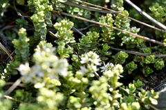 Veronica buchananii