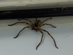 Polybetes pythagoricus