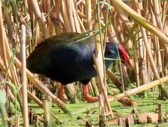 Porphyrio madagascariensis