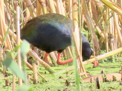 Porphyrio madagascariensis