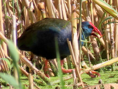 Porphyrio madagascariensis