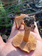 Hydnum rufescens