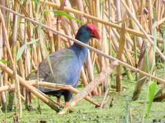 Porphyrio madagascariensis