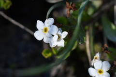 Myosotis lyallii elderi