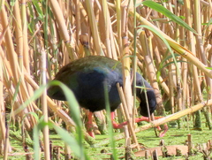 Porphyrio madagascariensis