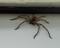 Polybetes pythagoricus