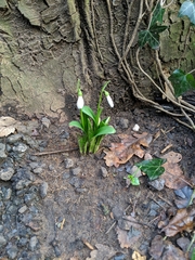 Galanthus woronowii