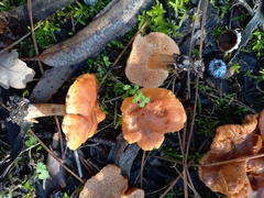 Hydnum rufescens