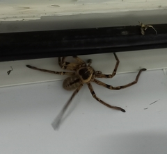 Polybetes pythagoricus