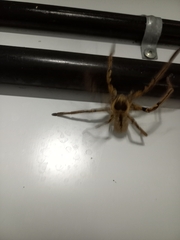 Polybetes pythagoricus