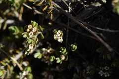 Pimelea oreophila