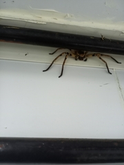 Polybetes pythagoricus