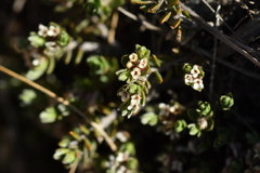 Pimelea oreophila