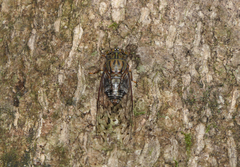 Henicopsaltria rufivelum