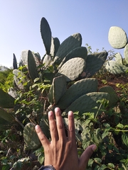 Opuntia