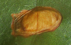 Oncocephala