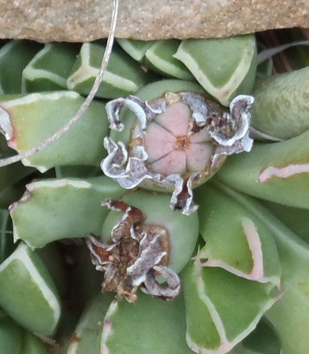 Faucaria bosscheana, photograph 3