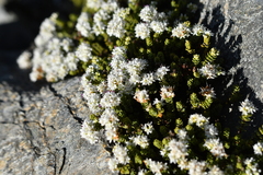 Veronica buchananii