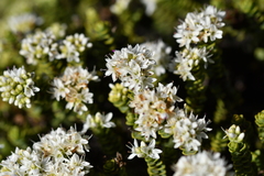 Veronica buchananii