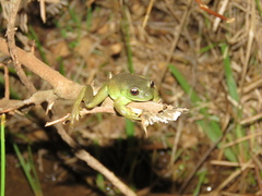 Aplastodiscus perviridis
