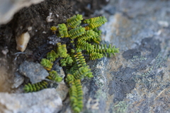 Veronica buchananii